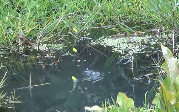 七星漂正确的调漂方法,比立漂调漂简单,一次调漂多地使用!