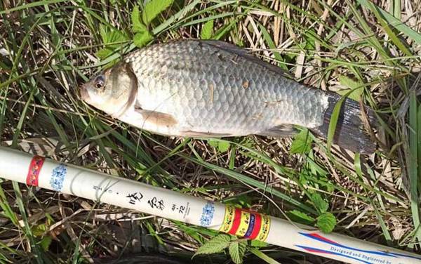 钓鲫鱼最好的饵料,有三大类,分别是自然饵、商品饵、自制饵!