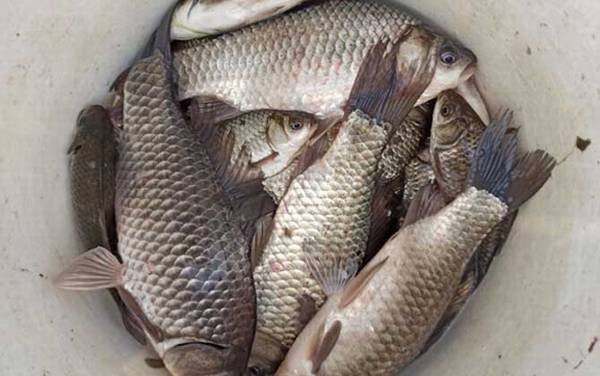 钓鲫鱼最好的饵料,有三大类,分别是自然饵、商品饵、自制饵!