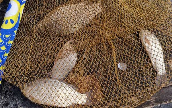 专钓大鲫鱼特效饵料,试试这几款饵料,专门钓大个体的鲫鱼!