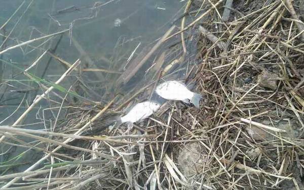 秋天钓鲫鱼饵料配方大全,这5款饵料配方,最适合秋天钓鲫鱼!