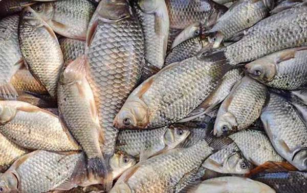 秋天钓鲫鱼饵料配方大全,这5款饵料配方,最适合秋天钓鲫鱼!