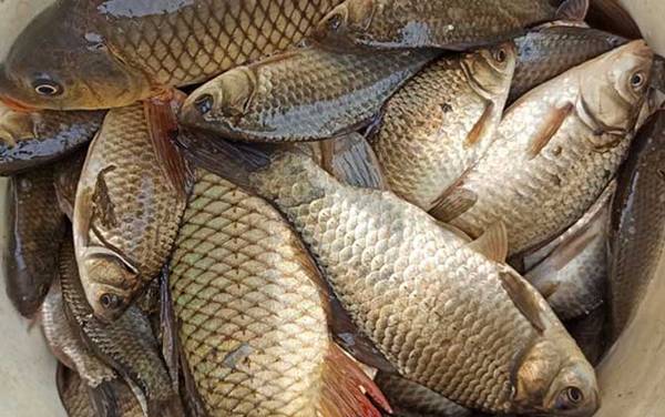 秋天钓鲫鱼饵料配方大全,这5款饵料配方,最适合秋天钓鲫鱼!