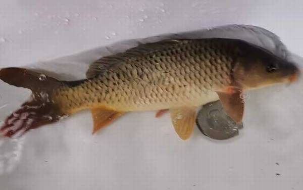 专攻鲤鱼饵料配方大全,试试这几款饵料,专门钓大个体的鲤鱼!