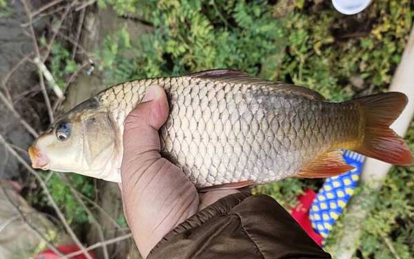 专攻鲤鱼饵料配方大全,试试这几款饵料,专门钓大个体的鲤鱼!
