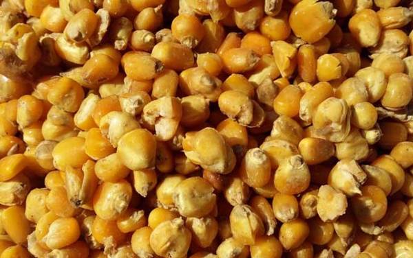 排名第一的鲤鱼饵料,非玉米莫属,老玉米、嫩玉米都能钓鲤鱼!