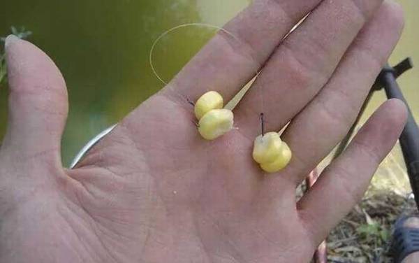 公认钓鲤鱼最好的饵料,试试这几款饵料,钓鲤鱼很少会“空军”!