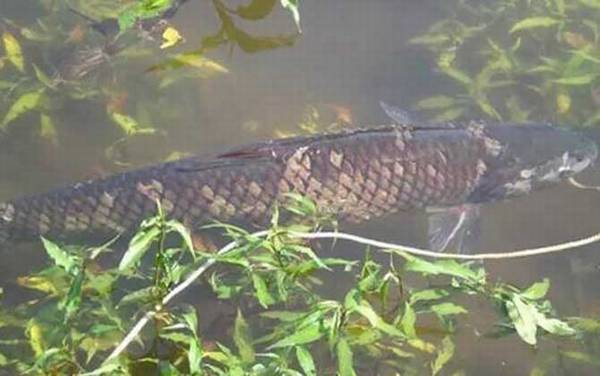 钓草鱼饵料配方大全,试试这几个饵料配方,最适合用来钓草鱼!