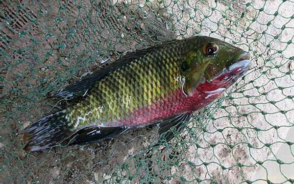 钓罗非鱼饵料配方大全,试试这几个配方,最适合用来钓罗非鱼!