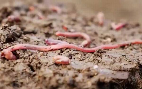 蚯蚓切成三段还能活吗?能变成3条蚯蚓,但不能切到心脏!