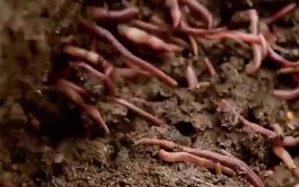 钓鱼蚯蚓养殖技术,养蚯蚓很简单,配好养殖土轻松就能养活!