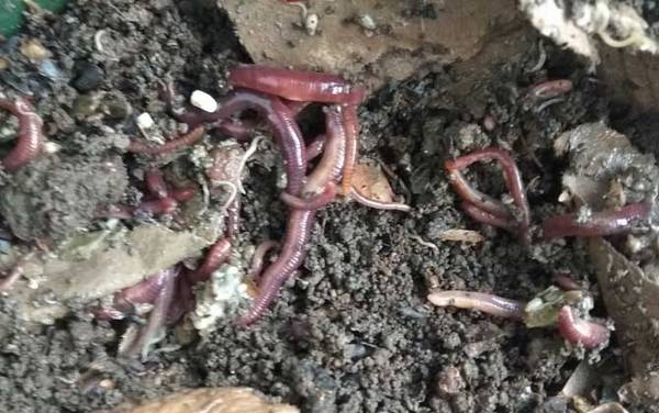 蚯蚓的生活习性,最常见的环节动物,习性主要是“六喜六怕”!