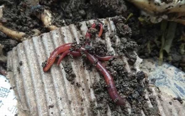 蚯蚓的生活习性,最常见的环节动物,习性主要是“六喜六怕”!