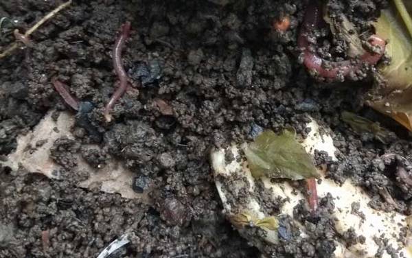 蚯蚓的生活习性,最常见的环节动物,习性主要是“六喜六怕”!