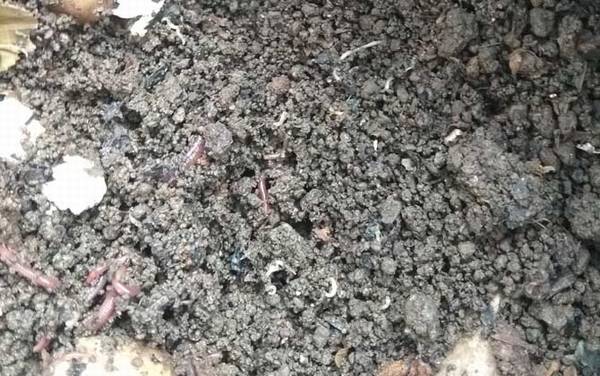 蚯蚓怎么养殖繁殖最快?蚯蚓的养法很简单,关键是配好养殖土!