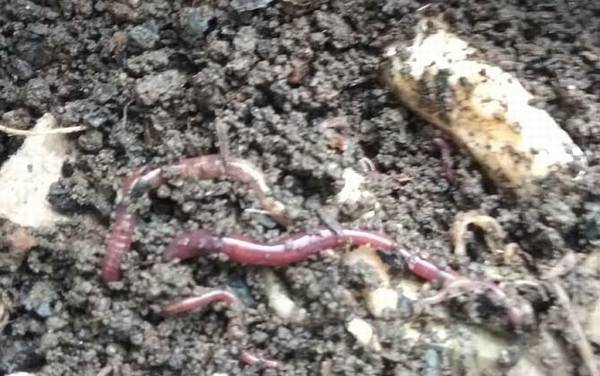 蚯蚓怎么养殖繁殖最快?蚯蚓的养法很简单,关键是配好养殖土!