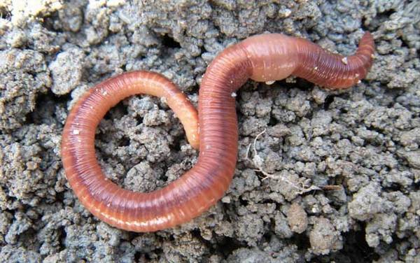 蚯蚓怎么养殖繁殖最快?蚯蚓的养法很简单,关键是配好养殖土!