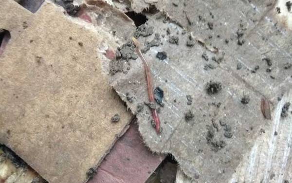 蚯蚓的作用有哪些?重要的环节动物,被誉为“生态系统工程师”!