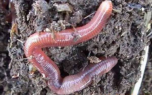 蚯蚓的作用有哪些?重要的环节动物,被誉为“生态系统工程师”!