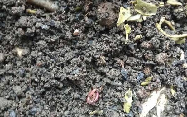 蚯蚓的作用有哪些?重要的环节动物,被誉为“生态系统工程师”!