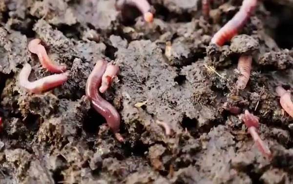蚯蚓的血是什么颜色?与人的血不同,蚯蚓的血一般是玫瑰红色!