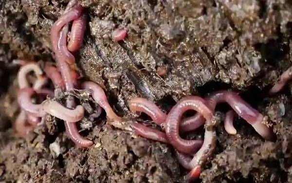 蚯蚓的血是什么颜色?与人的血不同,蚯蚓的血一般是玫瑰红色!
