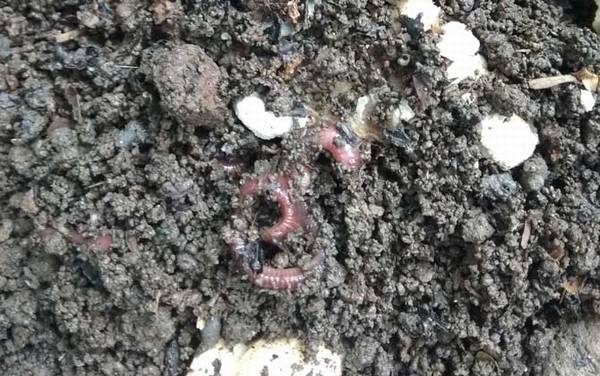 钓鱼购买的蚯蚓怎样养?养蚯蚓很简单,找个花盆就能轻松养活!