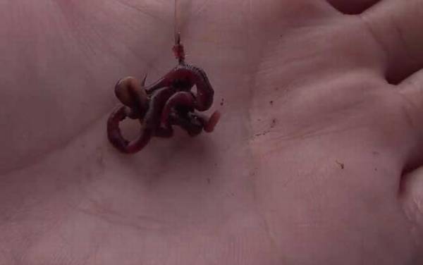 蚯蚓钓鱼怎么样?最常用的自然饵料,用蚯蚓钓鱼很少“空军”!