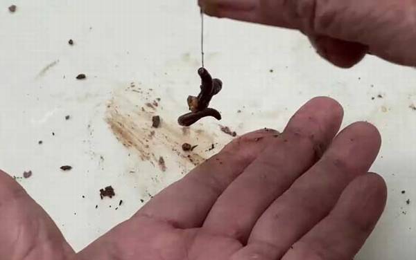 蚯蚓钓鱼怎么样?最常用的自然饵料,用蚯蚓钓鱼很少“空军”!