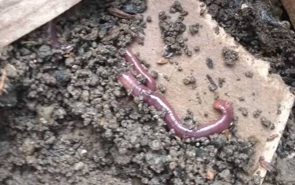 蚯蚓钓鱼好还是饵料好?蚯蚓的广谱性更强,饵料能诱钓结合!