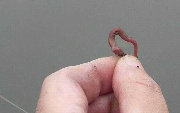 蚯蚓钓鱼好还是饵料好?蚯蚓的广谱性更强,饵料能诱钓结合!