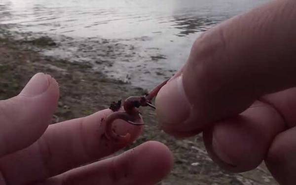 钓鱼用蚯蚓如何装钓?鱼情不同,蚯蚓钓鱼的挂钩方法也不同!