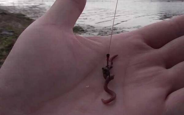 什么季节钓鱼用蚯蚓?一年四季均可,尤以春、秋季效果最好!