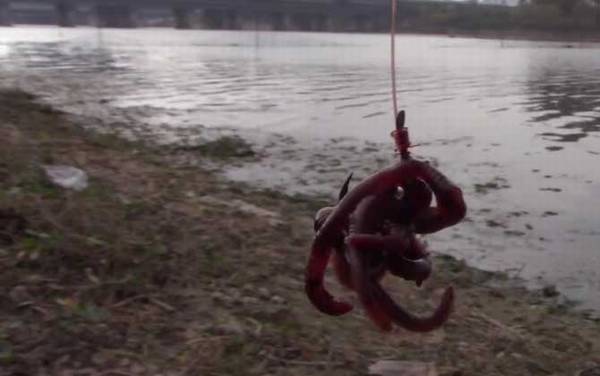 什么季节钓鱼用蚯蚓?一年四季均可,尤以春、秋季效果最好!
