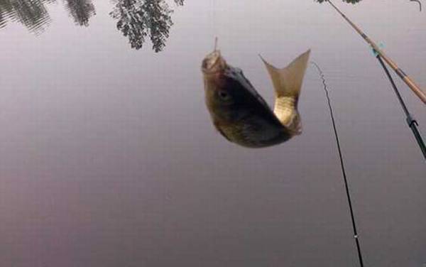 秋天钓鱼用蚯蚓可以吗?完全可以,一年四季都能用蚯蚓钓鱼!