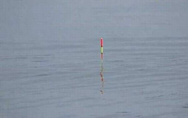 蚯蚓钓鱼调漂的正确方法,一般建议空钩调水平,钓2目或3目!