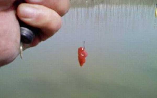 鸡肝和蚯蚓哪个钓鱼好?蚯蚓更广谱,鸡肝适合钓鲶鱼和黄颡鱼!