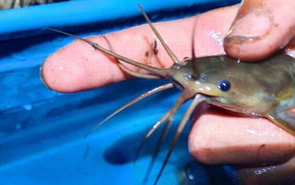 鸡肝和蚯蚓哪个钓鱼好?蚯蚓更广谱,鸡肝适合钓鲶鱼和黄颡鱼!