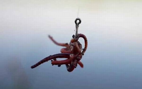 蚯蚓钓鱼怎么挂钩才正确?鱼情不同,实用的挂钩方法也不同!