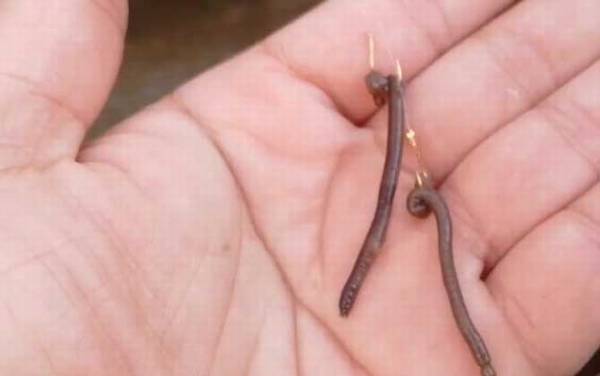 蚯蚓钓鱼怎么挂钩才正确?鱼情不同,实用的挂钩方法也不同!
