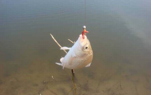 怎样用蚯蚓钓鱼上鱼快?钓点、打窝、调漂、挂钩、逗钓缺一不可!