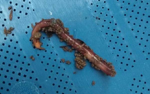 用蚯蚓钓鲫鱼技巧和口诀,掌握这些技巧,轻松钓到大鲫鱼!