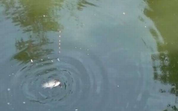 用蚯蚓钓鱼怎样调漂?建议以钓底为主,可调水平钓1目到4目!