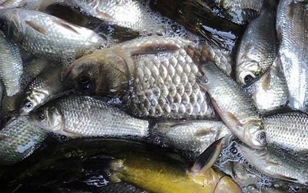 怎么能快速钓到大板鲫?打窝最关键,只有窝子有鱼才钓得到!