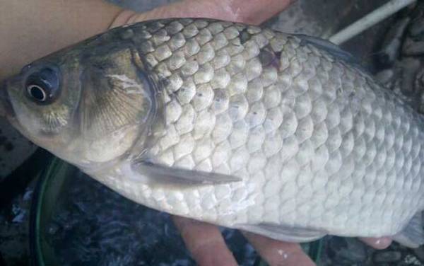 专钓大鲫鱼饵料偏方,试试这几款饵料,咬钩的都是大板鲫!