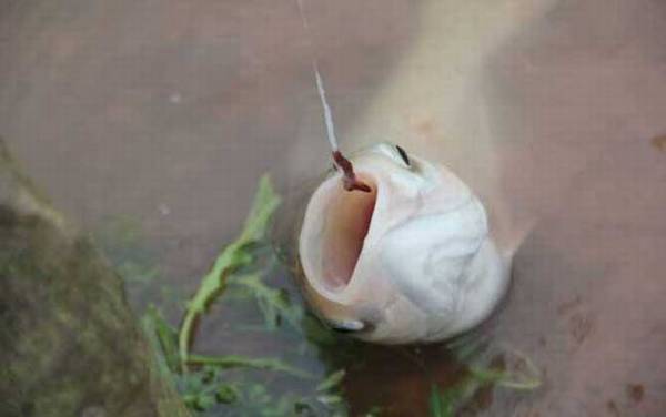 为什么钓鱼要用红蚯蚓?一是活性更强,二是诱鱼效果更好!