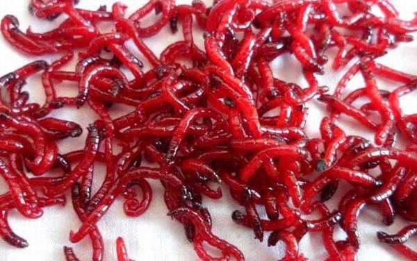 红虫养殖技术,人工养殖红虫并不难,但不好管理且要及时采收!