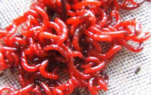 红虫养殖技术,人工养殖红虫并不难,但不好管理且要及时采收!