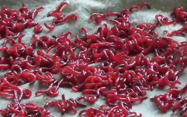 红虫怎么养?人工养殖红虫理论上很简单,但管理上非常麻烦!