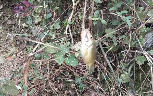 春季钓鲫鱼的技巧和方法,掌握这7个关键技巧,下竿就有口!